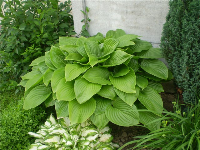 hosta